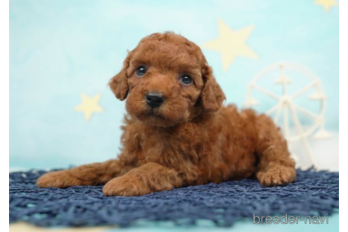 成約済の千葉県のトイプードル-225156の4枚目